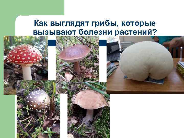 Как выглядят грибы, которые вызывают болезни растений? 