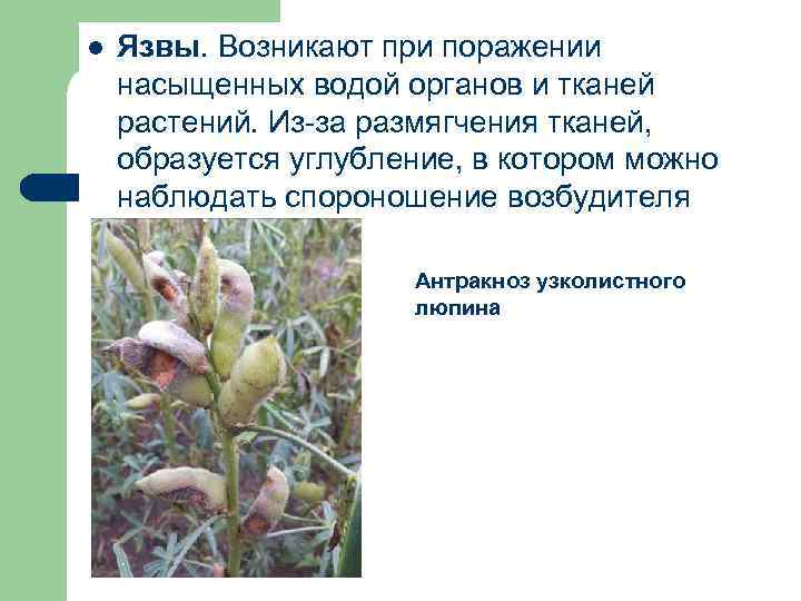 l Язвы. Возникают при поражении насыщенных водой органов и тканей растений. Из за размягчения