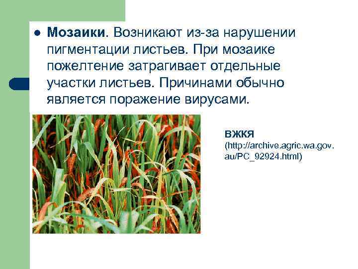 l Мозаики. Возникают из за нарушении пигментации листьев. При мозаике пожелтение затрагивает отдельные участки