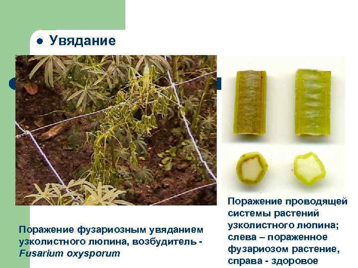 l Увядание Поражение фузариозным увяданием узколистного люпина, возбудитель - Fusarium oxysporum Поражение проводящей системы
