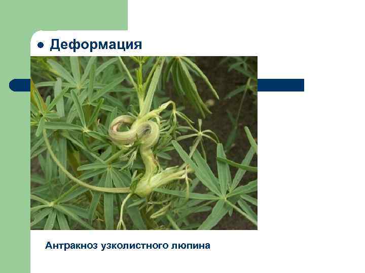 l Деформация Антракноз узколистного люпина 