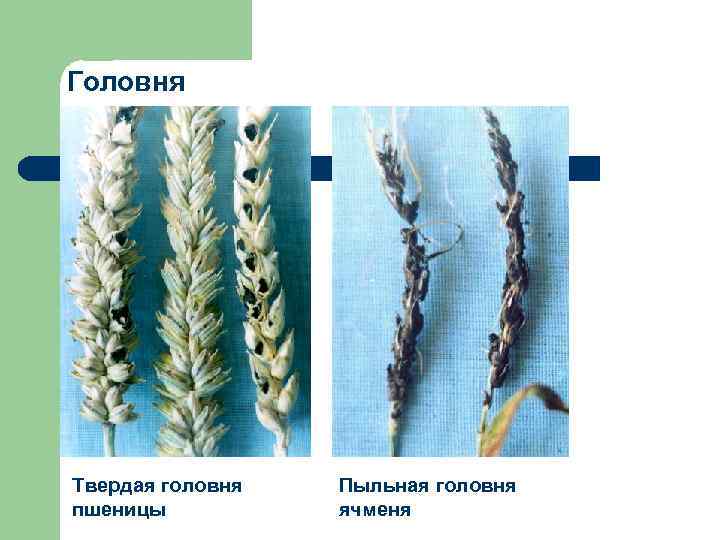 Головня Твердая головня пшеницы Пыльная головня ячменя 