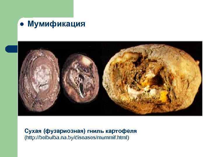 l Мумификация Сухая (фузариозная) гниль картофеля (http: //belbulba. na. by/diseases/mummif. html) 