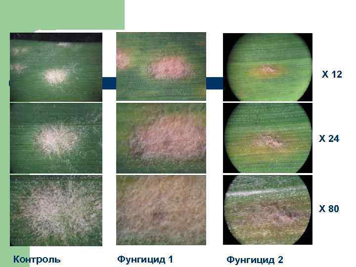 Х 12 Х 24 Х 80 Контроль Фунгицид 1 Фунгицид 2 