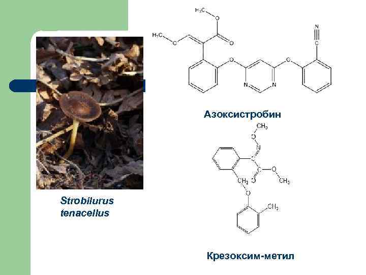 Азоксистробин Strobilurus tenacellus Крезоксим-метил 
