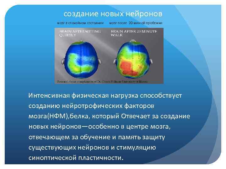 создание новых нейронов мозг в спокойном состоянии мозг после 20 мин-ой пробежки Интенсивная физическая