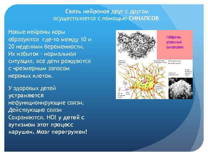 Связь нейронов друг с другом осуществляется с помощью СИНАПСОВ Новые нейроны коры образуются где-то