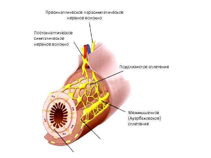 Ауэрбахово сплетение