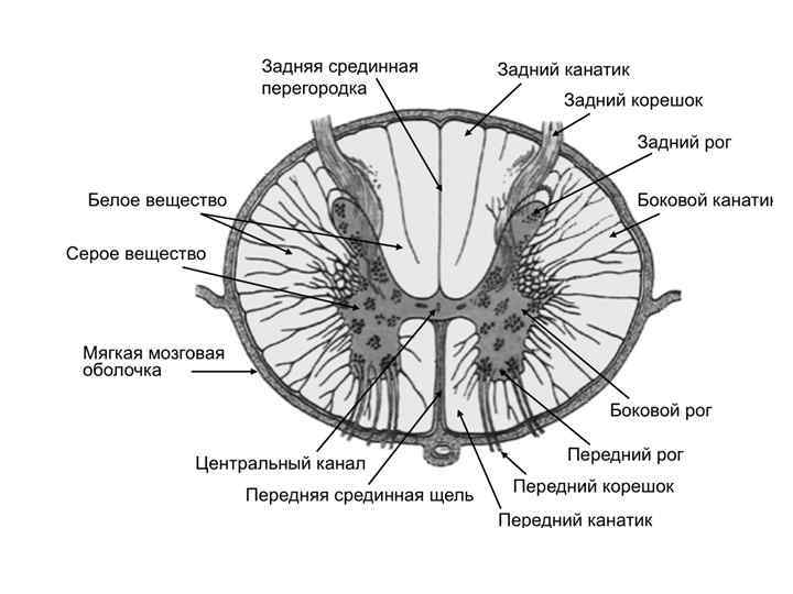 Поперечный срез спинного мозга рисунок гистология