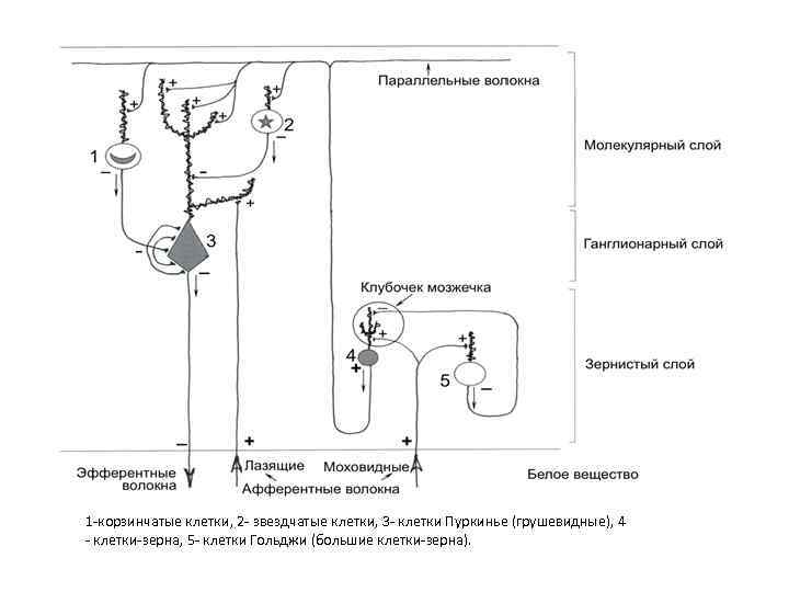 1 -корзинчатые клетки, 2 - звездчатые клетки, 3 - клетки Пуркинье (грушевидные), 4 -