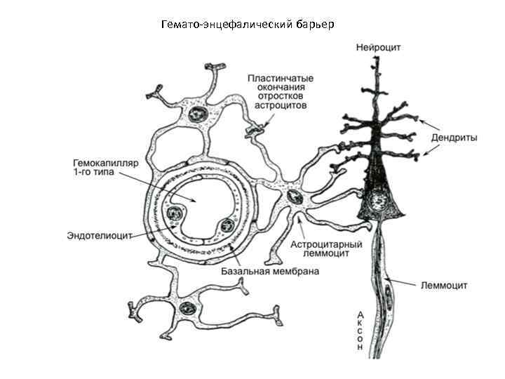 Гемато-энцефалический барьер 