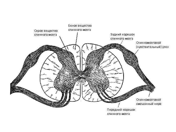 Корешки спинного мозга схема
