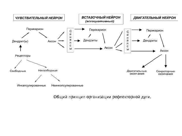 Общий принцип организации рефлекторной дуги. 