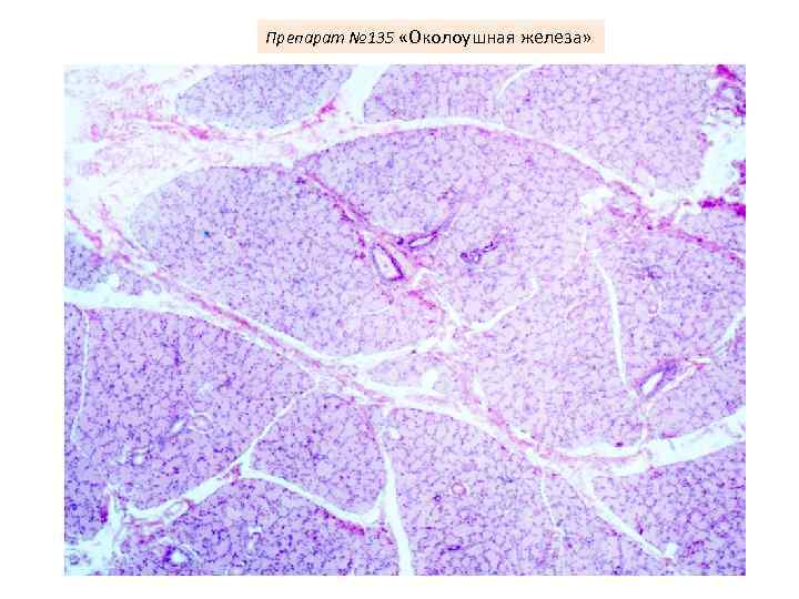 Препарат № 135 «Околоушная железа» 