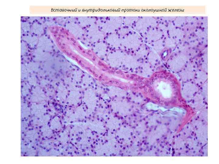 Вставочный и внутридольковый протоки околоушной железы 