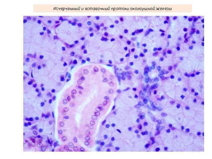 Исчерченный и вставочный протоки околоушной железы 