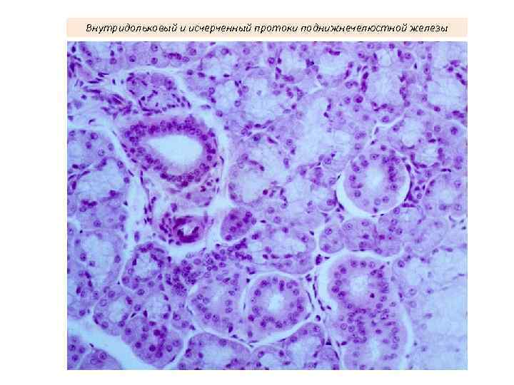 Внутридольковый и исчерченный протоки поднижнечелюстной железы 