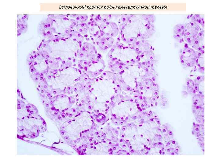Вставочный проток поднижнечелюстной железы 