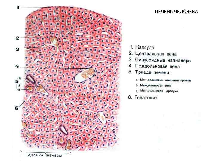 Печень человека картинки для детей