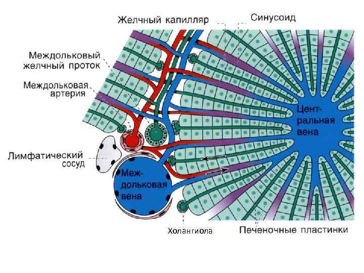 Холангиола 