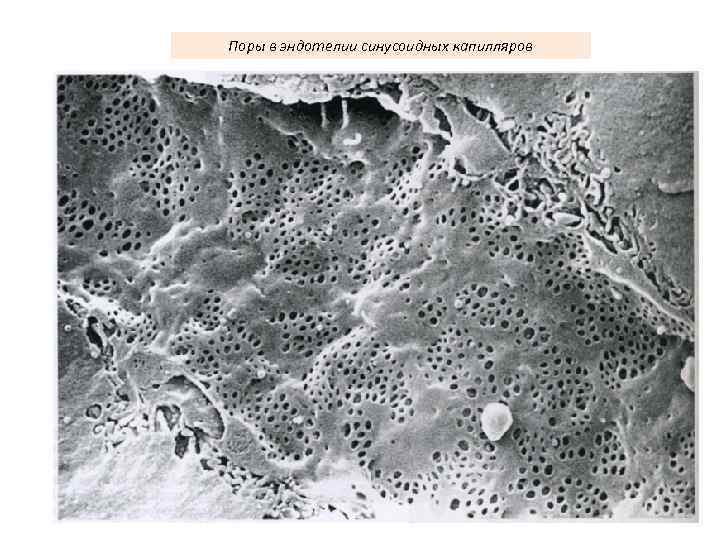 Поры в эндотелии синусоидных капилляров 