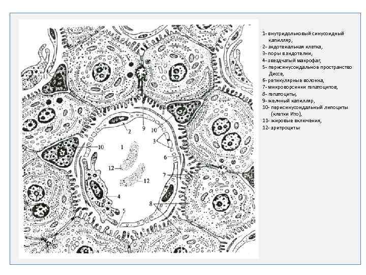 Строение стенки синусоидных капилляров печени