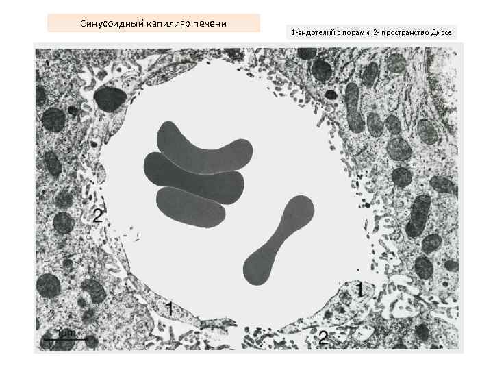 Строение стенки синусоидных капилляров печени