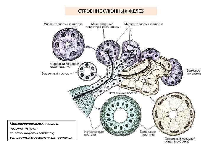 СТРОЕНИЕ СЛЮННЫХ ЖЕЛЕЗ Миоэпителиальные клетки присутствуют во всех концевых отделах, вставочных и исчерченных протоках
