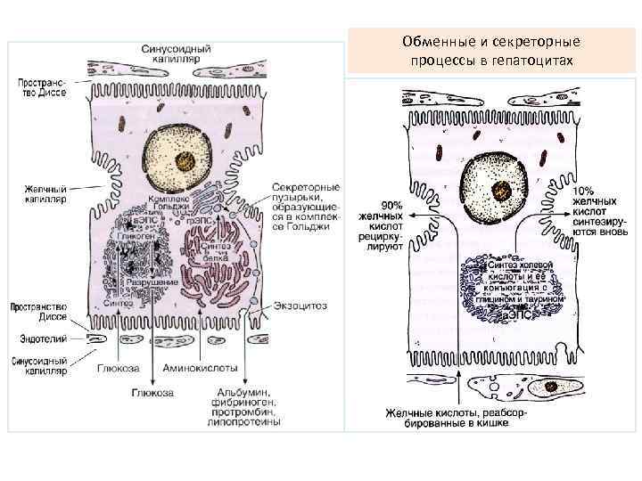 Схема секреторного цикла железистой клетки