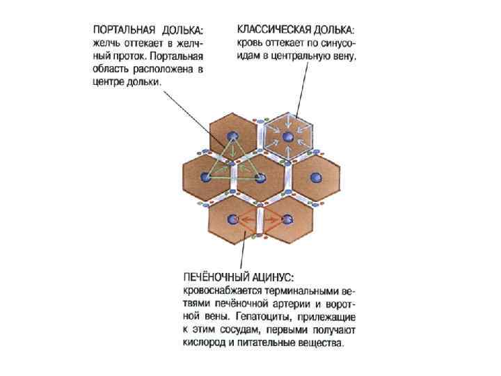 Классическая печень. Портальная долька и ацинус. Строение портальной дольки печени. Строение классической печеночной дольки. Печеночная долька с обозначениями.