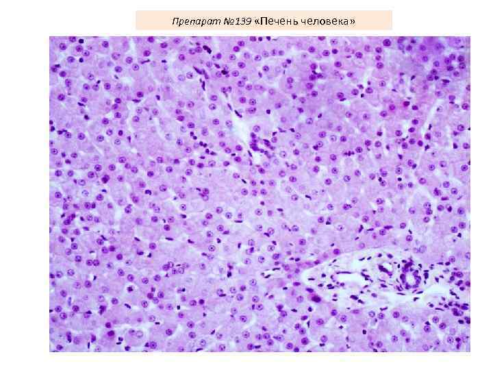 Препарат № 139 «Печень человека» 