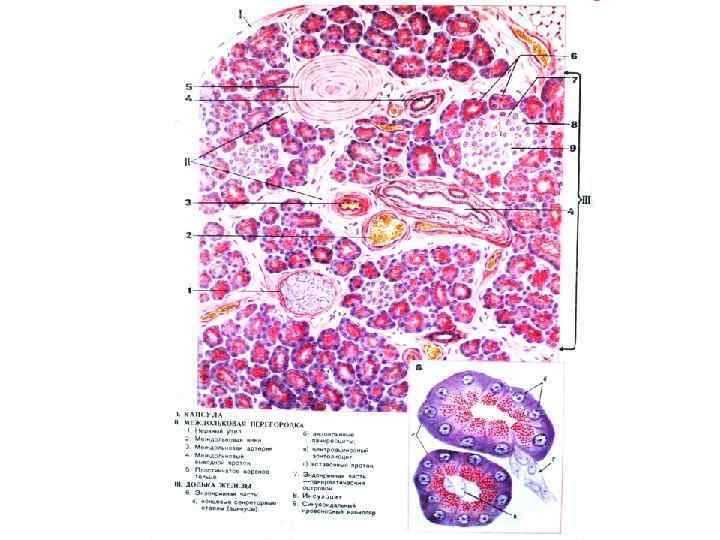 Поджелудочная железа гистология рисунок