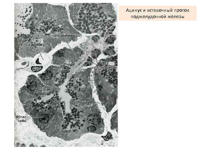 Ацинус и вставочный проток поджелудочной железы 