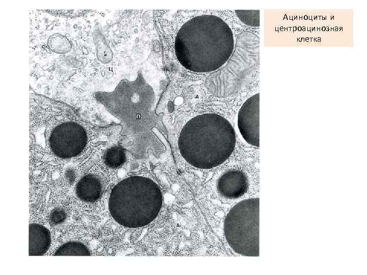 Ациноциты и центроацинозная клетка 