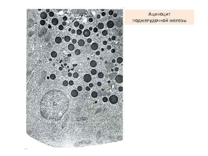 Ациноцит поджелудочной железы 