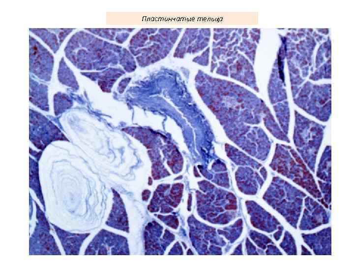 Пластинчатые тельца 