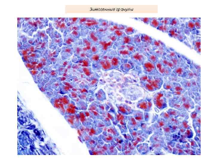 Зимогенные гранулы 