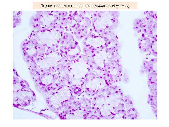 Поднижнечелюстная железа (вставочный проток) 