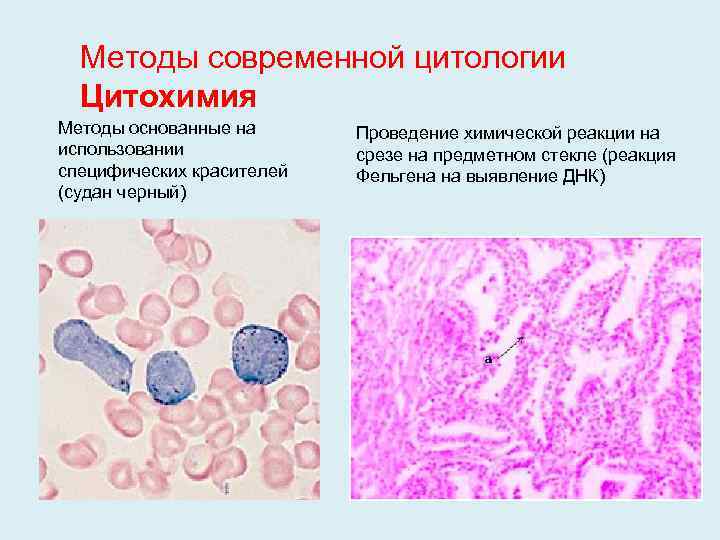 Методы современной цитологии Цитохимия Методы основанные на использовании специфических красителей (судан черный) Проведение химической