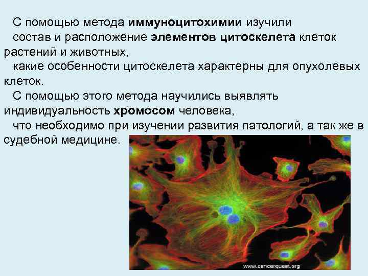 С помощью метода иммуноцитохимии изучили состав и расположение элементов цитоскелета клеток растений и животных,
