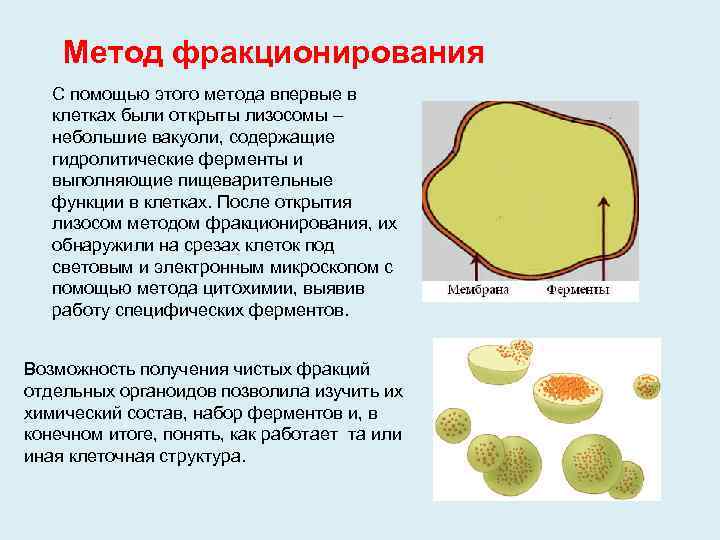 Метод фракционирования С помощью этого метода впервые в клетках были открыты лизосомы – небольшие