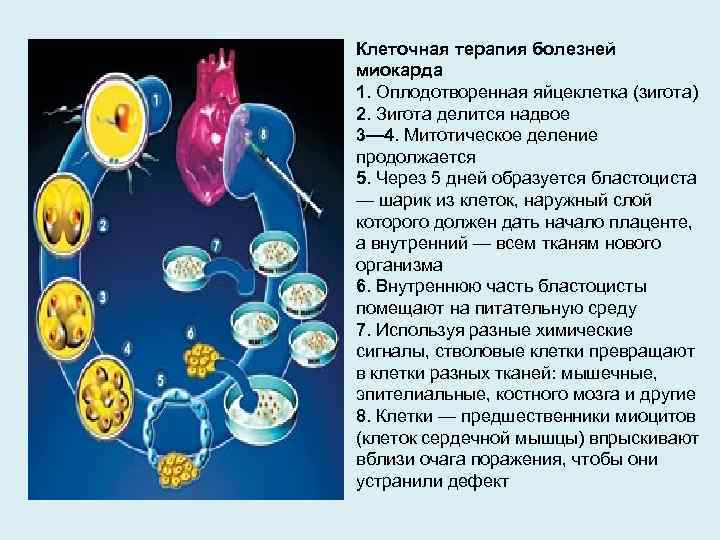 1 оплодотворение 2 зигота