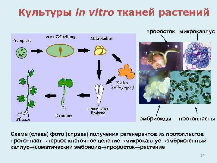 Культуры in vitro тканей растений проросток микрокаллус эмбриоиды протопласты Схема (слева) фото (справа) получения