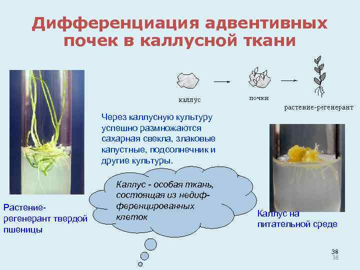 Дифференциация адвентивных почек в каллусной ткани Через каллусную культуру успешно размножаются сахарная свекла, злаковые