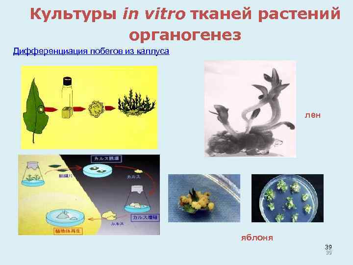Культуры in vitro тканей растений органогенез Дифференциация побегов из каллуса лен яблоня 39 39