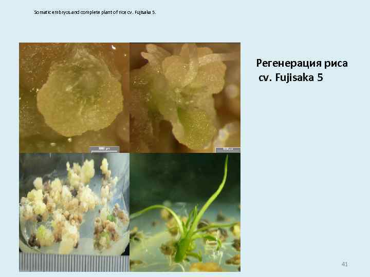 Somatic embryos and complete plant of rice cv. Fujisaka 5. Регенерация риса cv. Fujisaka