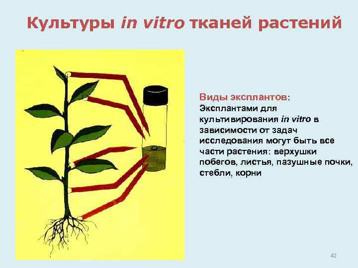 Культуры in vitro тканей растений Виды эксплантов: Эксплантами для культивирования in vitro в зависимости