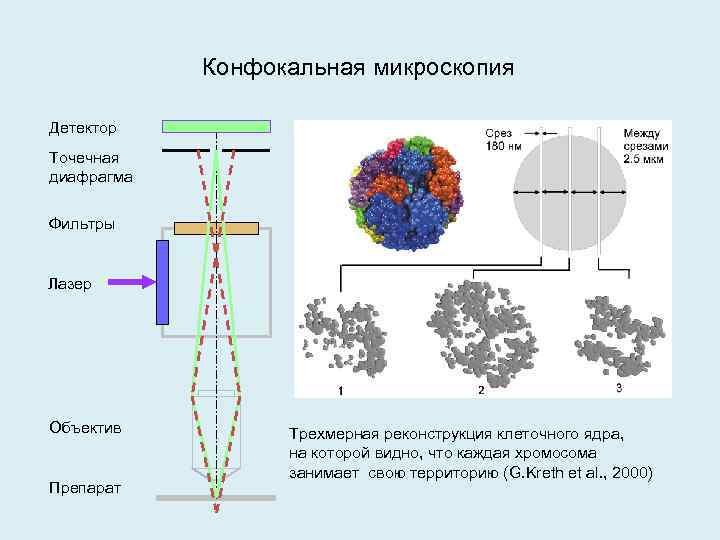 Наука о клетке называется