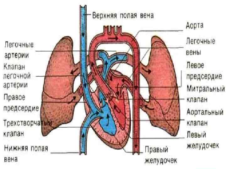 Левые легочные вены. Правая верхняя легочная Вена. Легочные вены у человека.