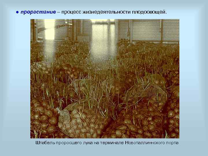 ● прорастание – процесс жизнедеятельности плодоовощей. Штабель проросшего лука на терминале Новоталлиннского порта 
